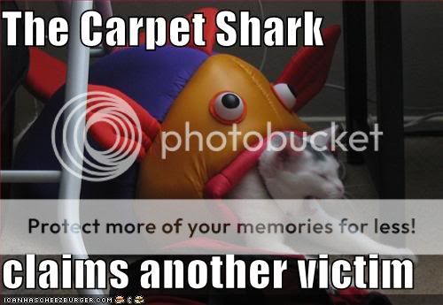 funny-pictures-carpet-shark-has-cla.jpg