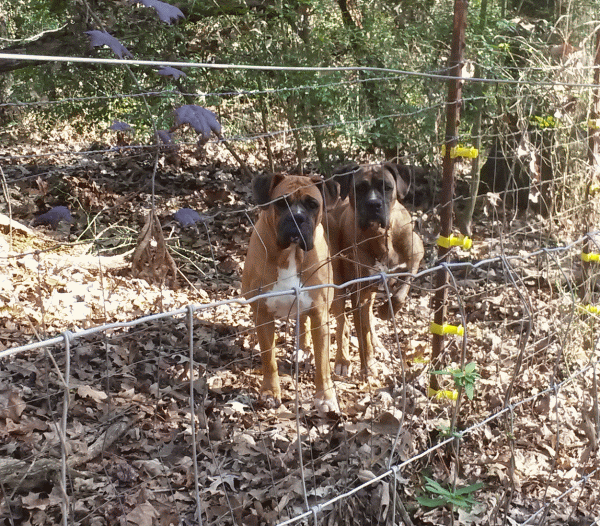 2dogs_zpsf5ewx2kv.gif
