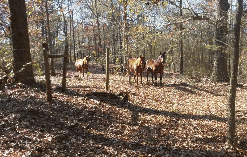 3horses_zps7ralnqvl.gif