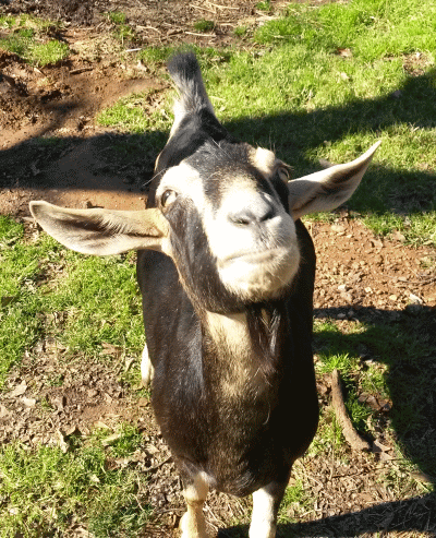 dixie1242016_zpsisysmi1o.gif
