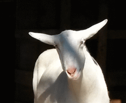 green1242016_zpsvc2vvw7m.gif