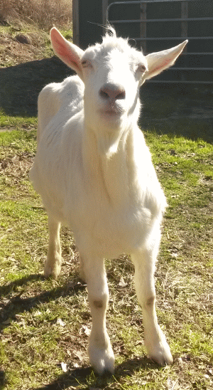 shorty1242016_zpsjel9awty.gif