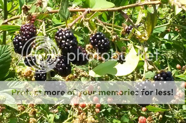 blackberries_zps2ic4uh7l.jpg