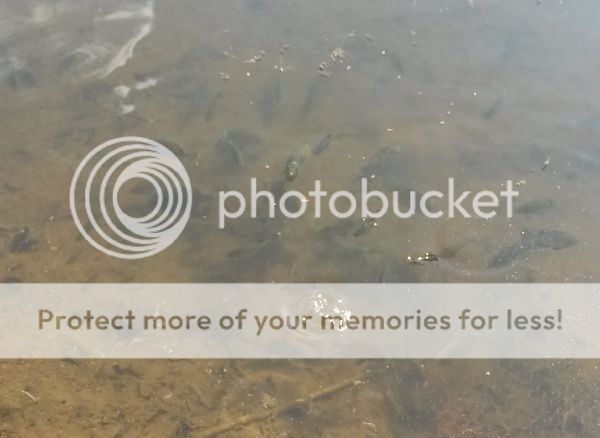 bluegill1_zpsrztqbhhe.jpg