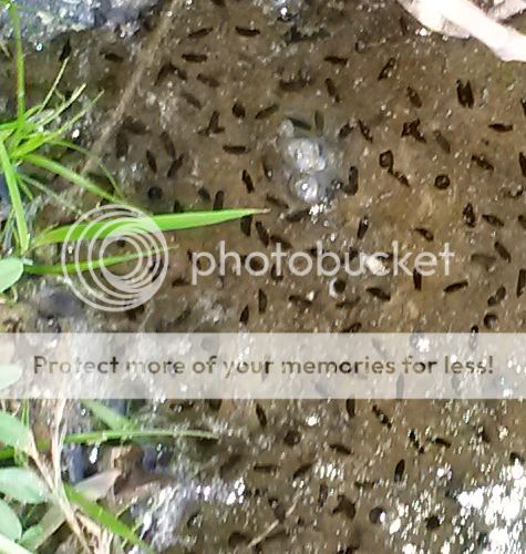 frog_eggs5416_zps9suf0119.jpg