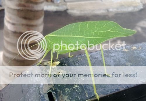 katydid2_zpsvooywyyk.jpg