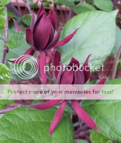 sweetshrub1_zpsyf7m6hpc.jpg
