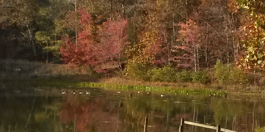 geese1_zps9kumjsx7.gif