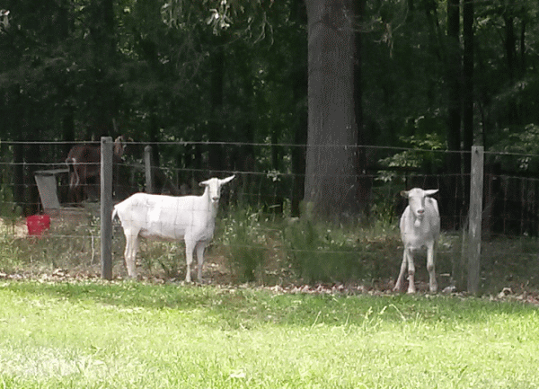 goats5201017_zps8k07cqsv.gif