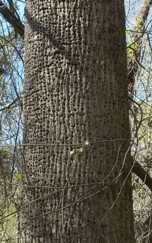 gumtree_zpshnkrovgr.gif