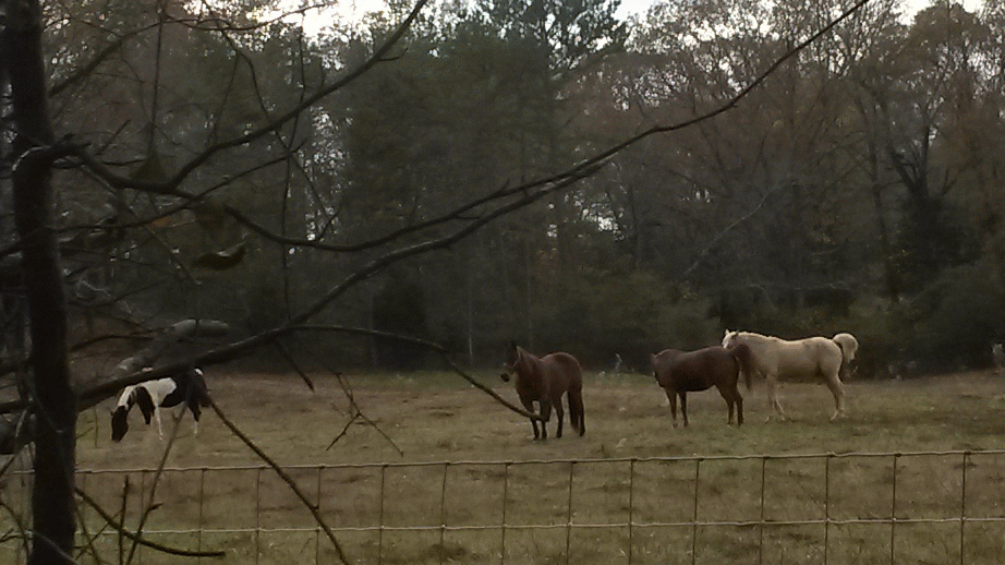 horses123_zpsiptf6lph.gif