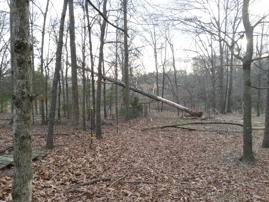 pinetreedown_zpsi9e37ulo.gif