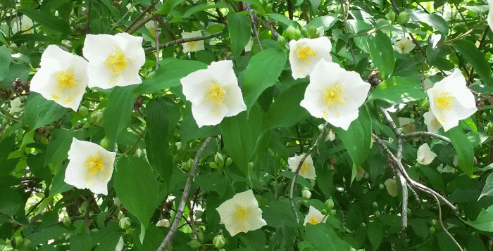sqflower1a_zpspib9qku1.gif