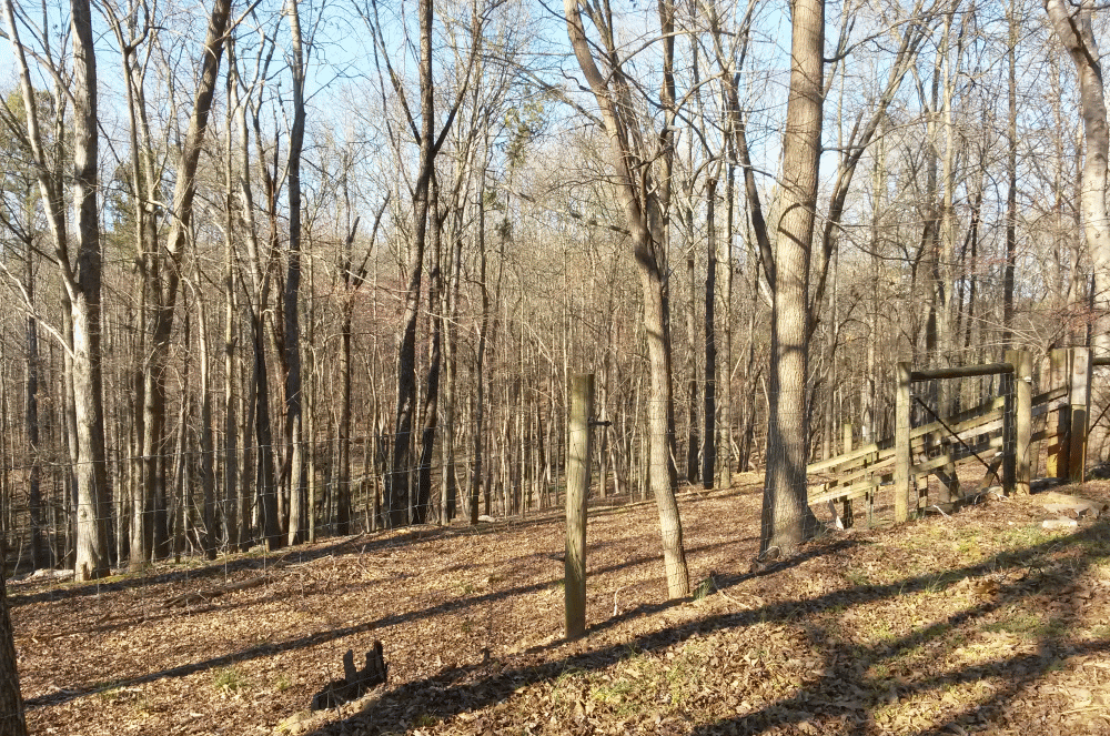woods2_zps1mrapoq5.gif