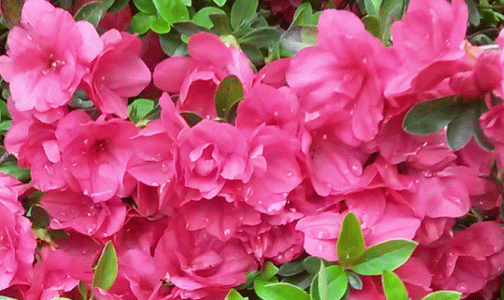 azalea1_zpsfxwapmhw.gif