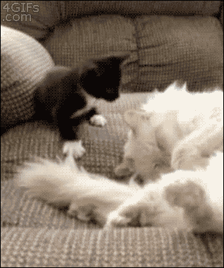 cat-fight_zpsaq25xffl.gif