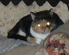 cat_zpsea0ba962.gif