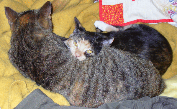 cats_zpse4ff23ea.gif