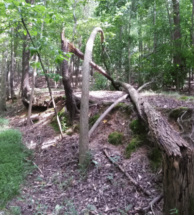 cherrytree1_zps8j4rvrdb.gif