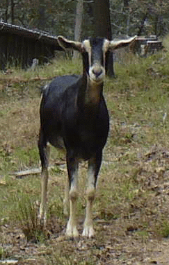 dixie2014_zps43915b7a.gif