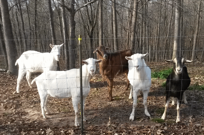goats_1_7_2015_zpsa75dc3b3.gif