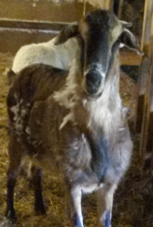 rusty2_zpsbdxea4pu.gif