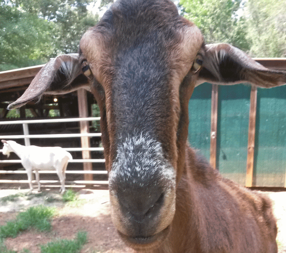 rusty3_zpsllb8tvc8.gif