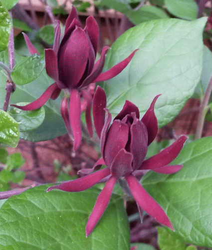 sweetshrub_zpsd1ku3tkp.gif