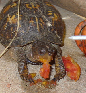 turtle1_zpsb8b5d700.gif