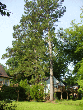 tree1_zpsa20dea47.gif