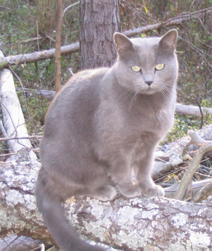 greycat_zps7700af0e.gif