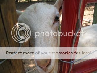 Severely anemic goat - vet visit - Goats
