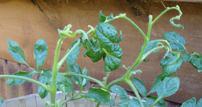 tomato_twisted_zpsf7eef764.gif