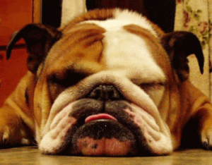 english-bulldog.gif