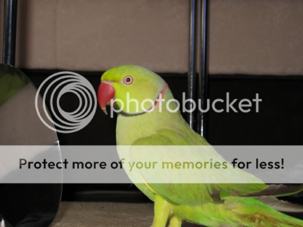 mali aleksandar papagaj