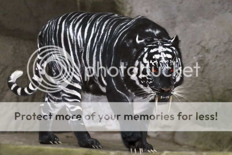 Black-1.jpg black tiger? image by jami-loves-bubba