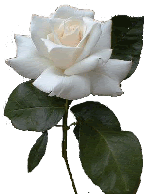 longer-rose.gif