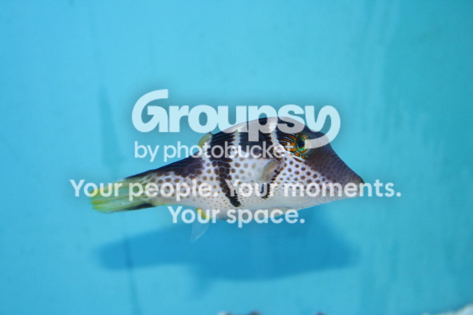 [TodoMarino.com] Fotossssss Acuario Ramses  1