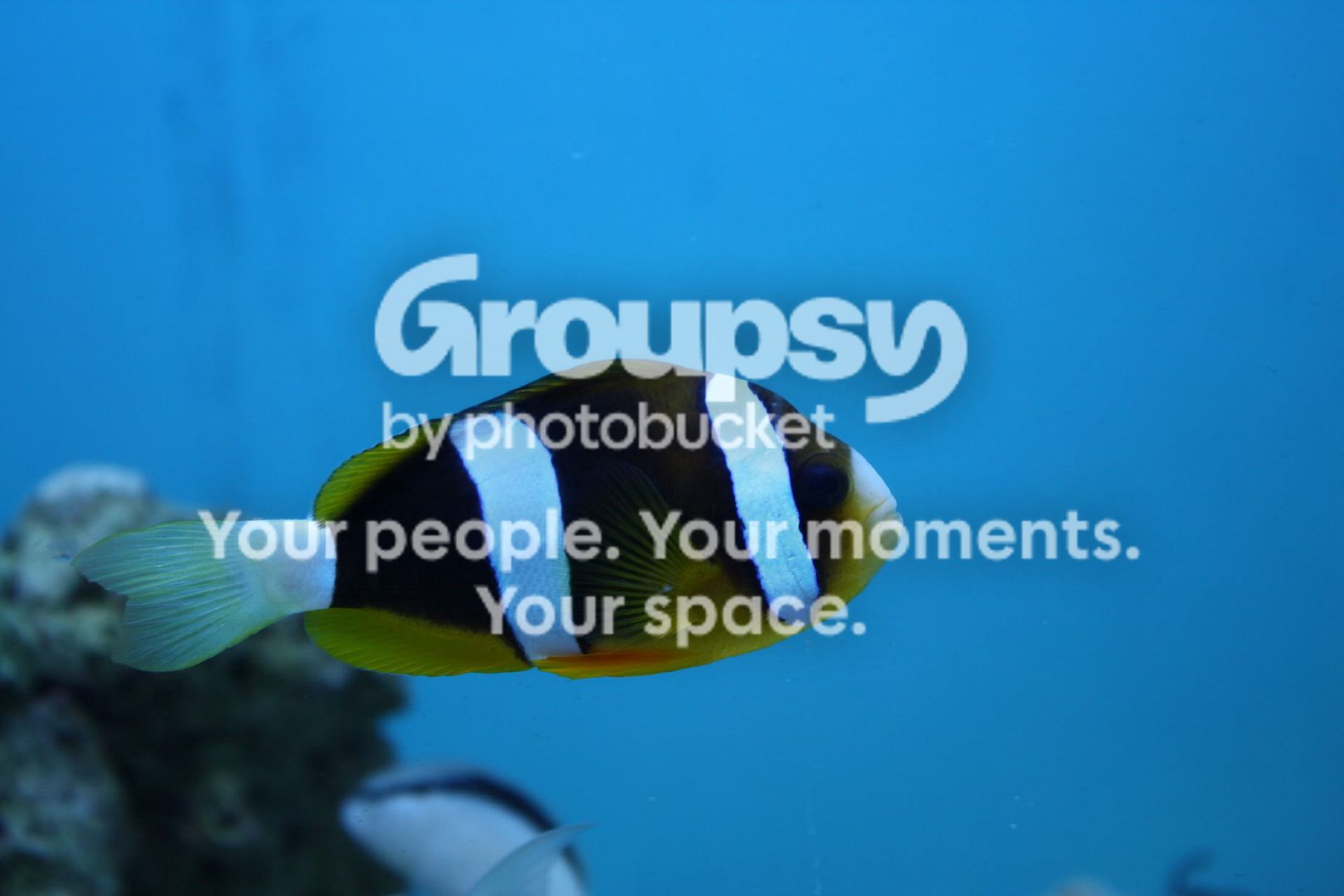 [TodoMarino.com] Fotossssss Acuario Ramses  1