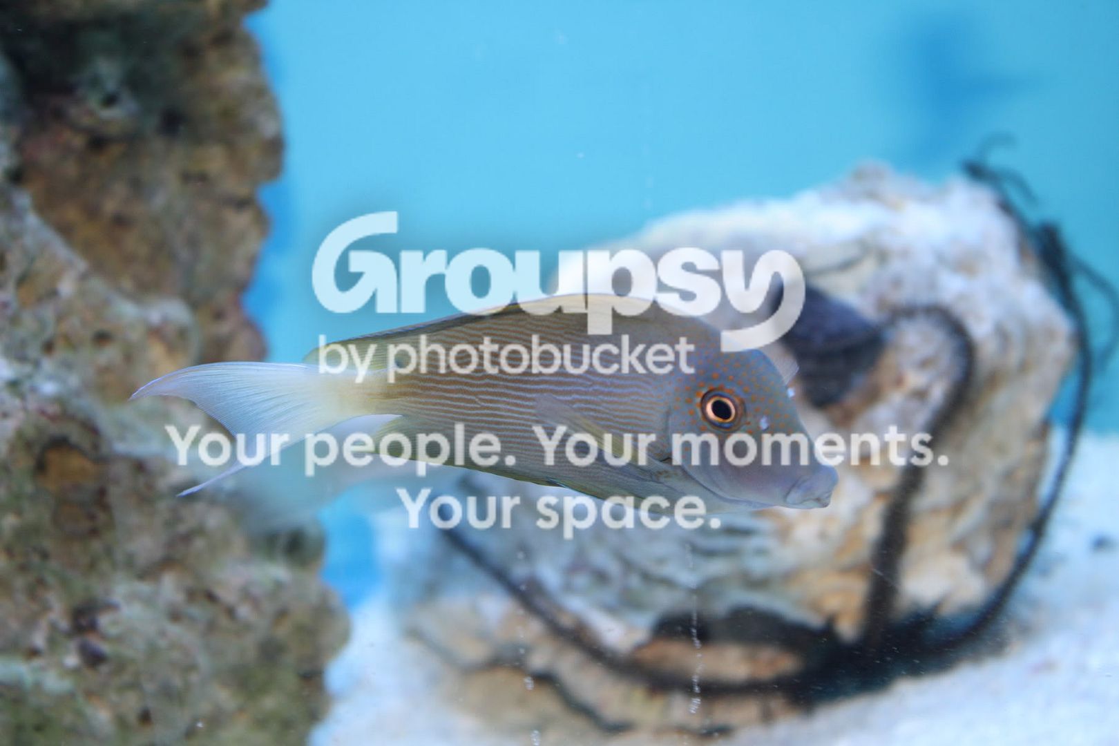 [TodoMarino.com] Fotossssss Acuario Ramses  1