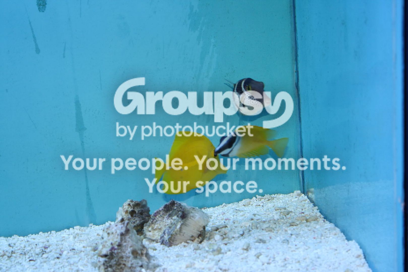 [TodoMarino.com] Fotossssss Acuario Ramses  1