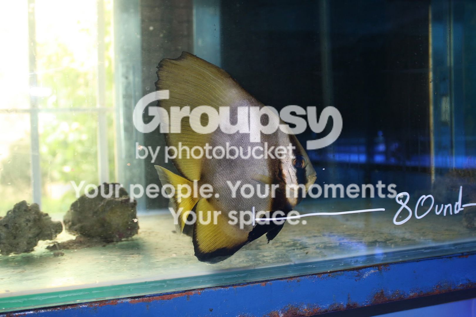 [TodoMarino.com] Fotossssss Acuario Ramses  1