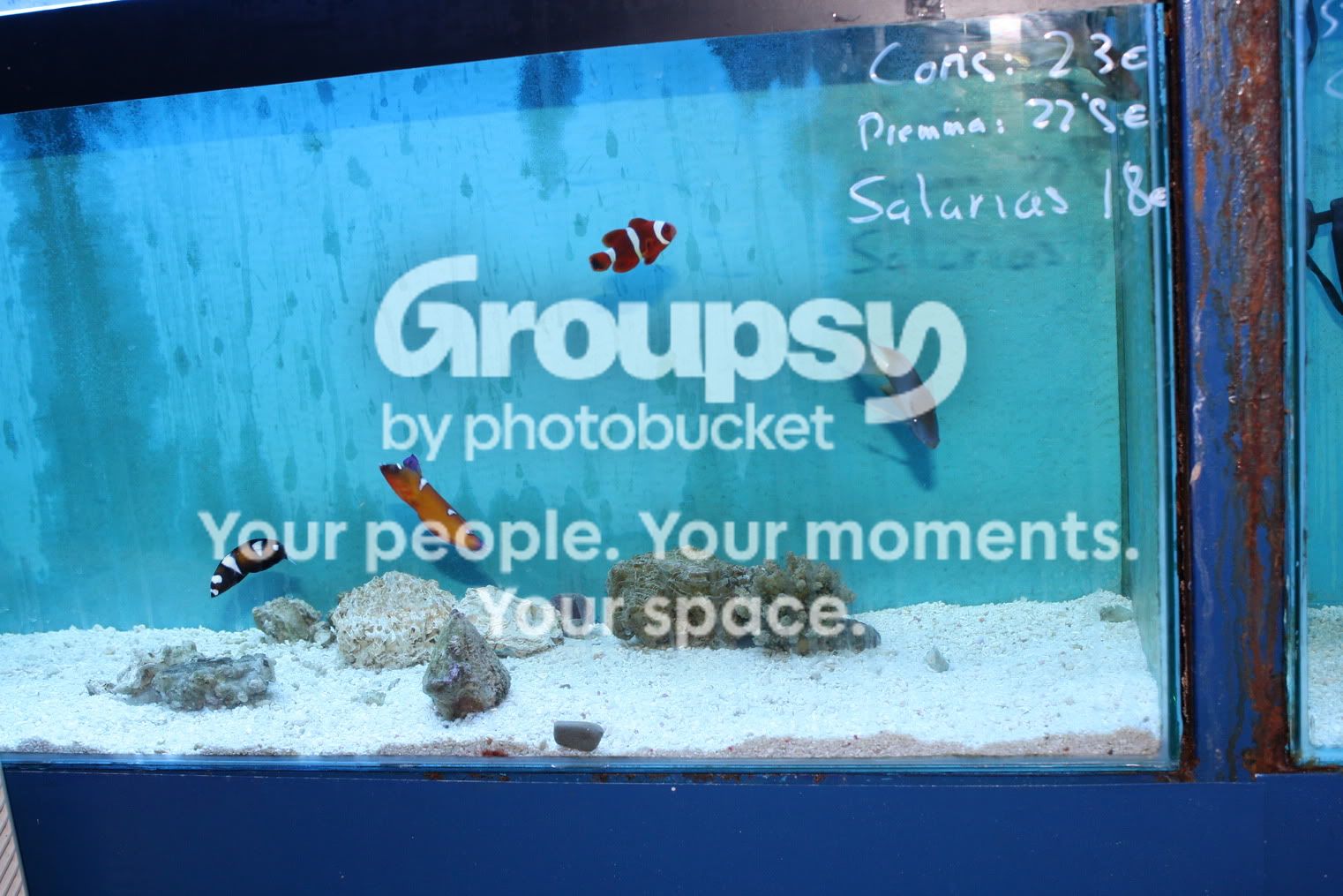[TodoMarino.com] Fotossssss Acuario Ramses  1