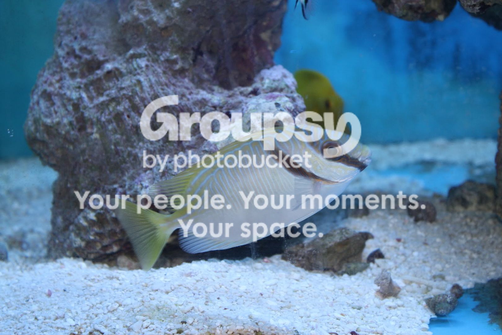 [TodoMarino.com] Fotossssss Acuario Ramses  1