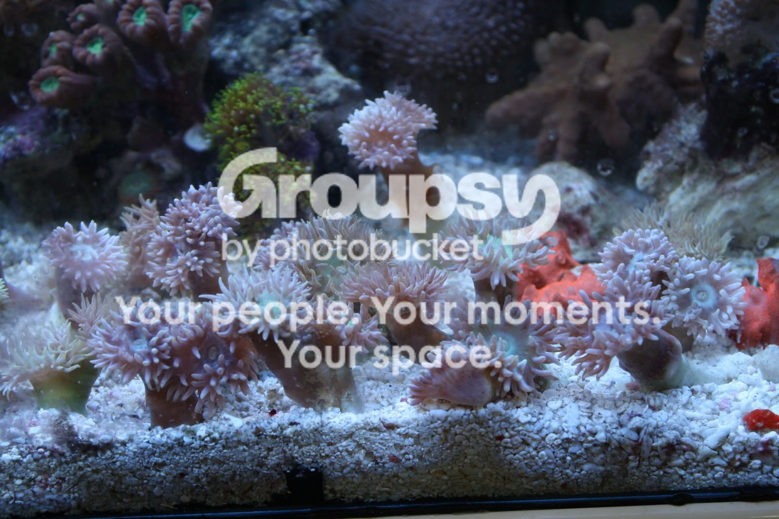 [TodoMarino.com] Fotossssss Acuario Ramses  1