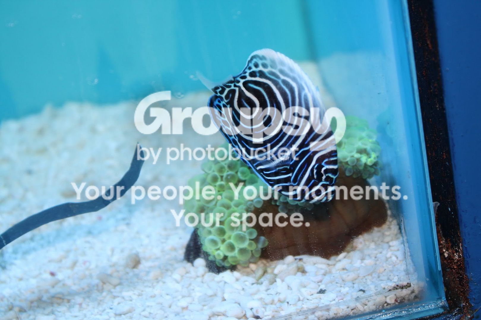 [TodoMarino.com] Fotossssss Acuario Ramses  1