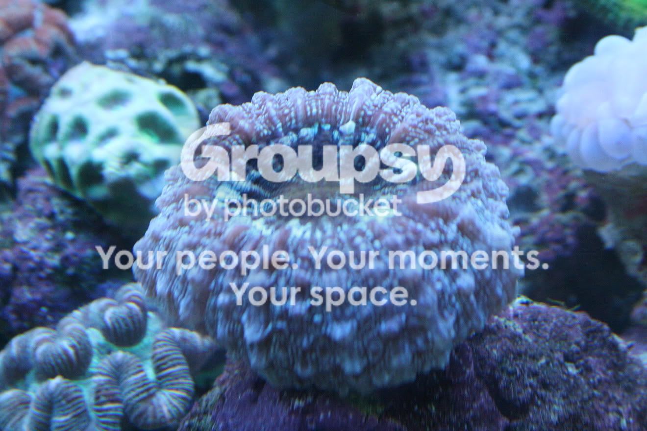 [TodoMarino.com] Fotossssss Acuario Ramses  1