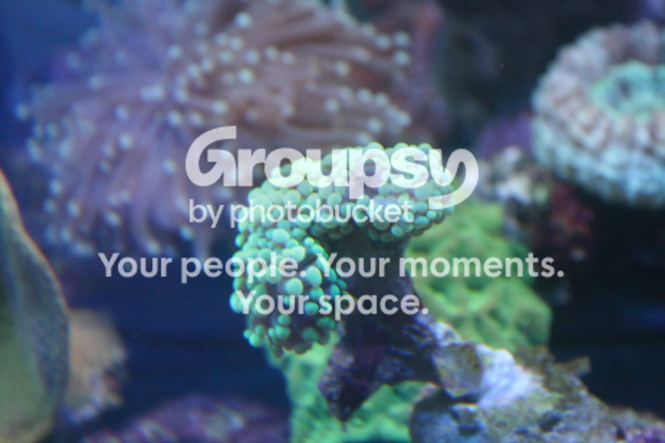 [TodoMarino.com] Fotossssss Acuario Ramses  1