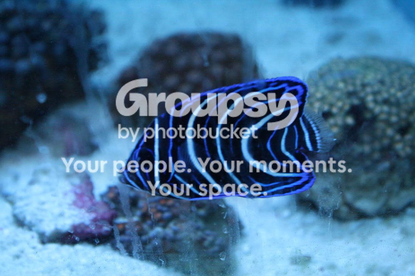 [TodoMarino.com] Fotossssss Acuario Ramses  1