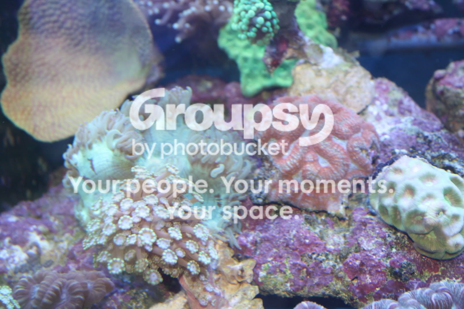 [TodoMarino.com] Fotossssss Acuario Ramses  1